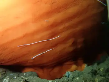 Metridium Anemone