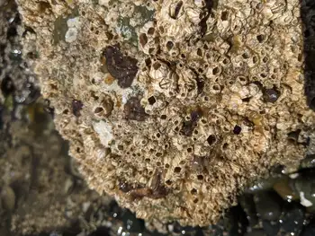 California Flatworms