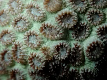 Coral