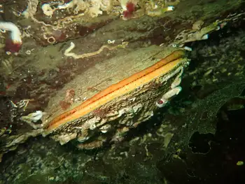 Rock Scallop
