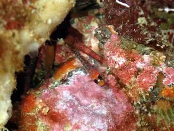 Blue Banded Goby