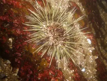 Green Sea Urchin