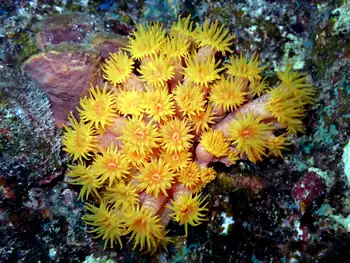 tubastraea coccinea coral