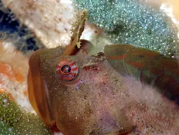 Sculpin