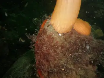 Rock Scallop