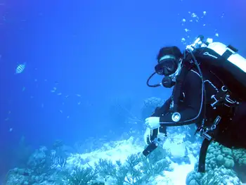 Diver