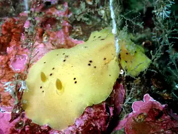 Heath's Dorid
