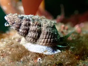 Snail