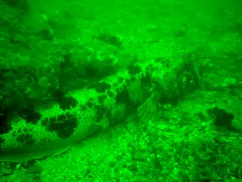 Lingcod