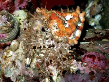 Heart Crab