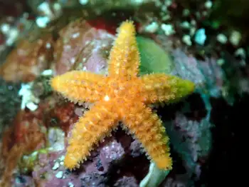 Crested Star