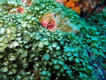 Coral