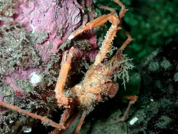 Longhorn Decorator Crab