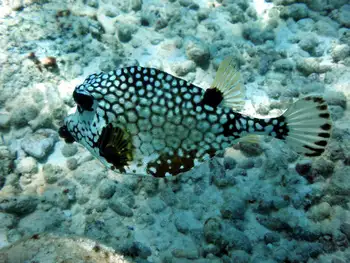 Smooth Trunkfish