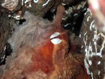 Red Octopus