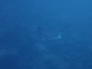 Eagle Ray