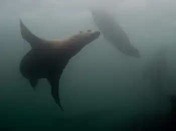 California Sea Lions