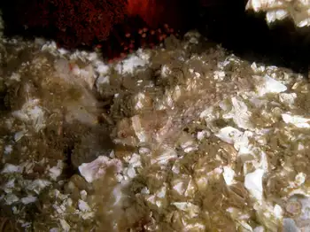 Sculpin