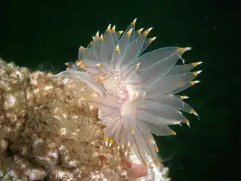 Bicolor Nudibranch