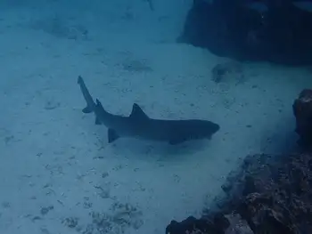blacktip reef shark