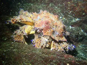 Puget Sound King Crab