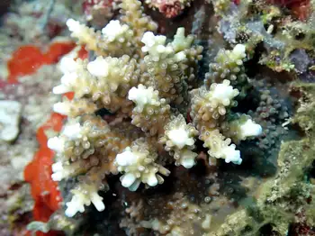solitary islands coral