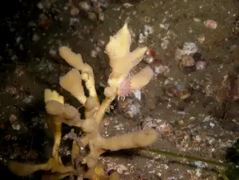 Red Flabellina Nudibranch