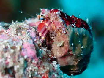 blue sock hermit crab