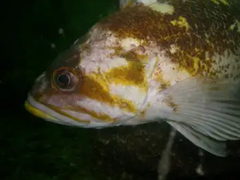 Copper Rockfish
