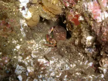 Dungeness Crab