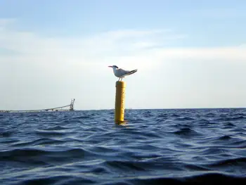 Seagull and Pier