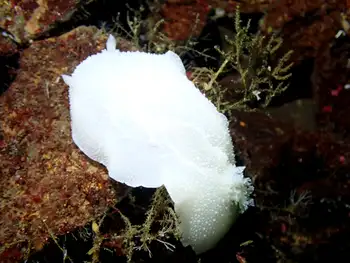 White Nudibranch