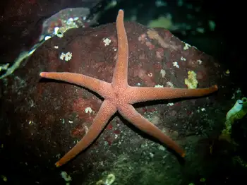 ridged blood star