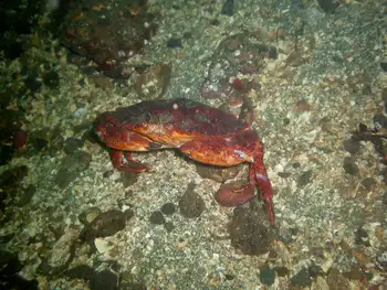 Red Rock Crab