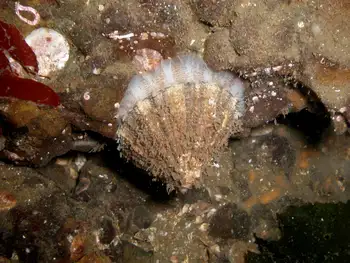 Rough Keyhole Limpet