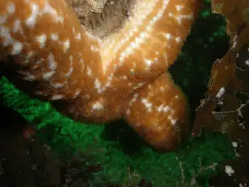 Mottled Star