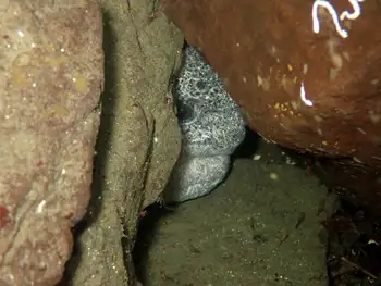 Wolf Eel