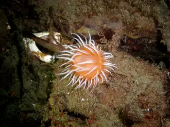 Painted Anemone