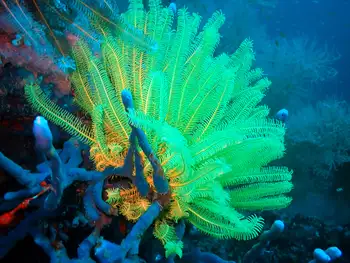 Noble Feather Star