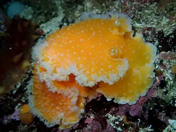 orange peel nudibranch
