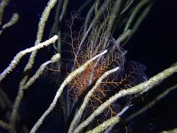 Giant Basket Star