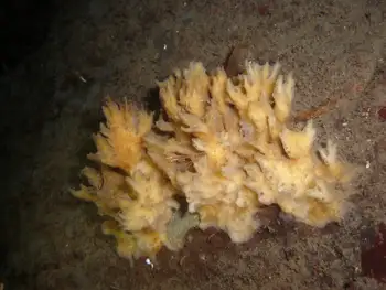 bread crumb sponge