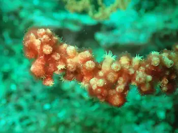 zoanthid