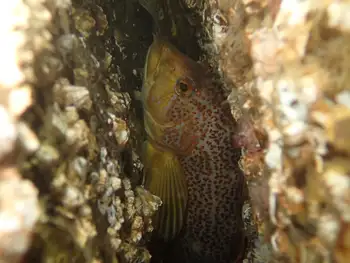 Female Kelp Greenling