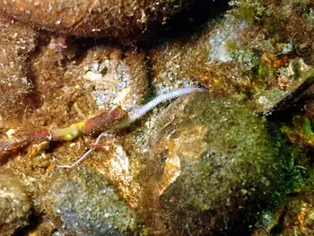Worm