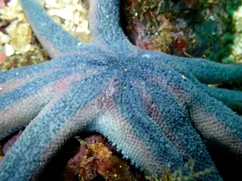 Striped Sun Star
