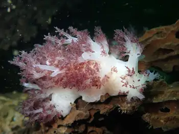 Red Dendronotid