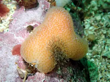 Sponge