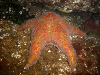Leather Star