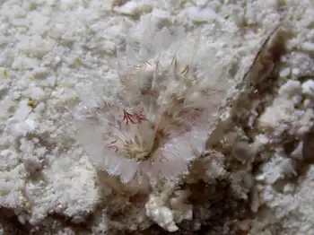 Feather Duster Worm